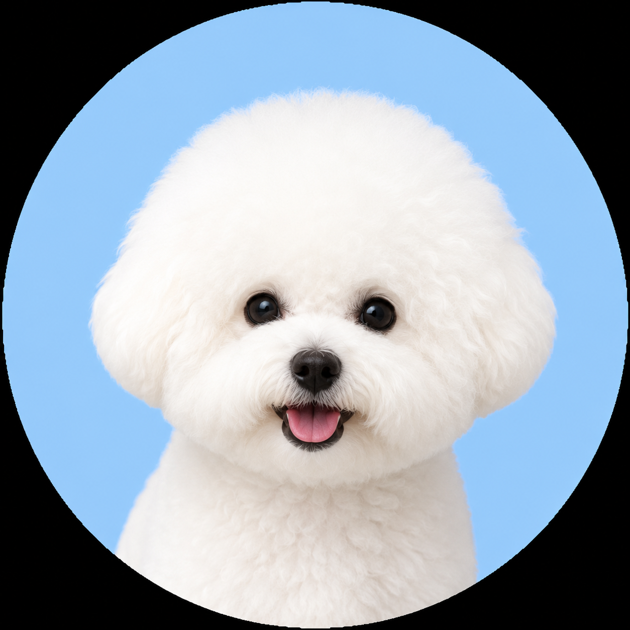 kotchのプロフィール画像
